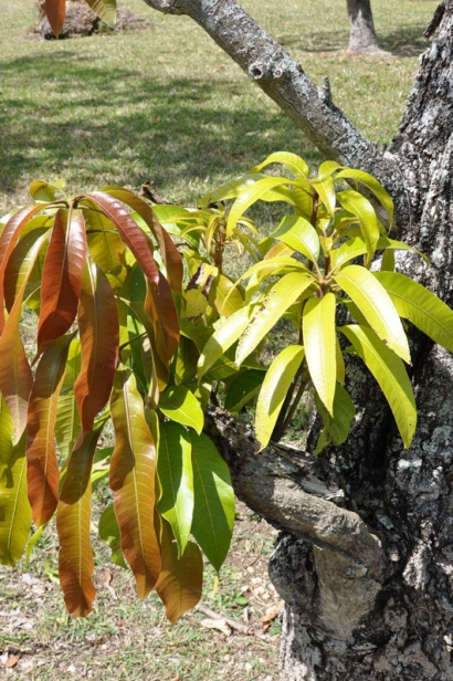 New mango growth