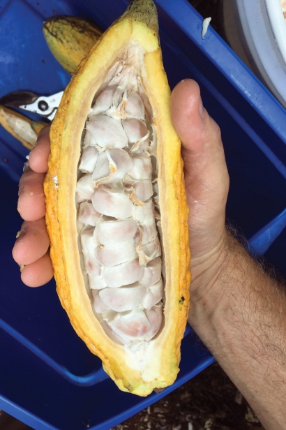 Fleshy pulp covers cacao beans
