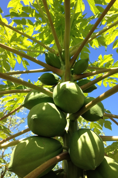 Papaya in a food forest