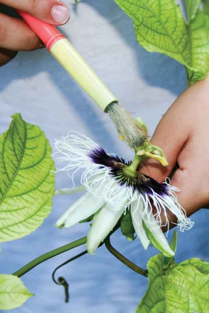 Hand-pollinating passionfruit
