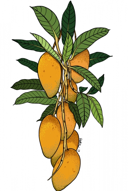 Free temporary mango tattoo from Pooka
