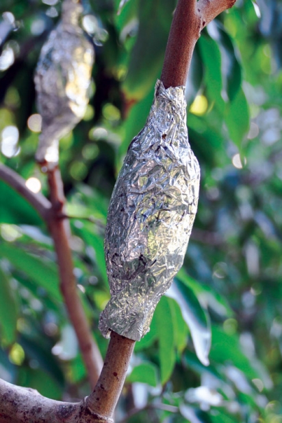 Air-layer on a lychee tree