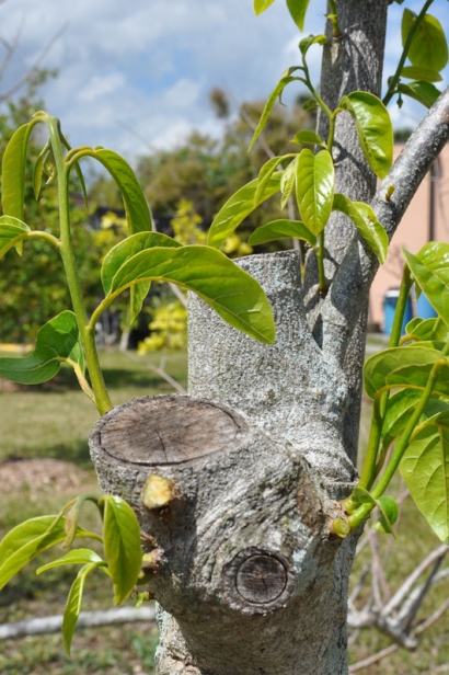 Pruned mango tree