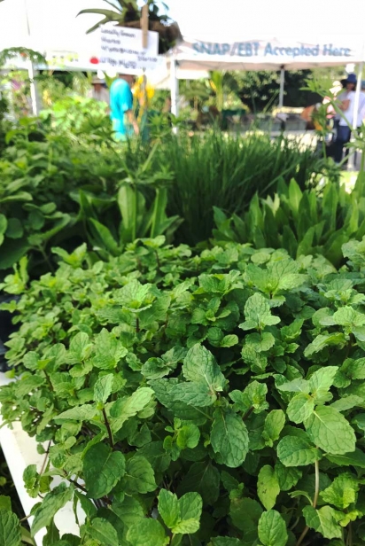 Wide assortment of herbs for your edible garden