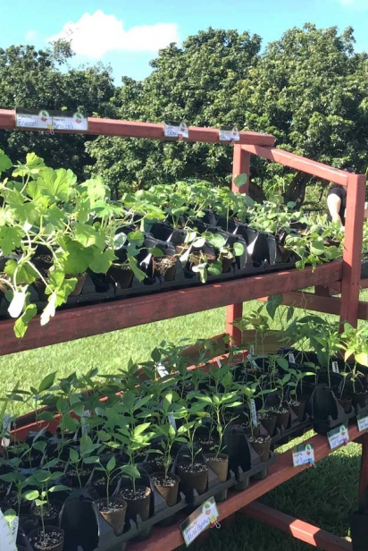 Plants and seedlings for sale