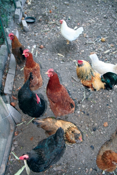 Chickens help improve soil fertility. 