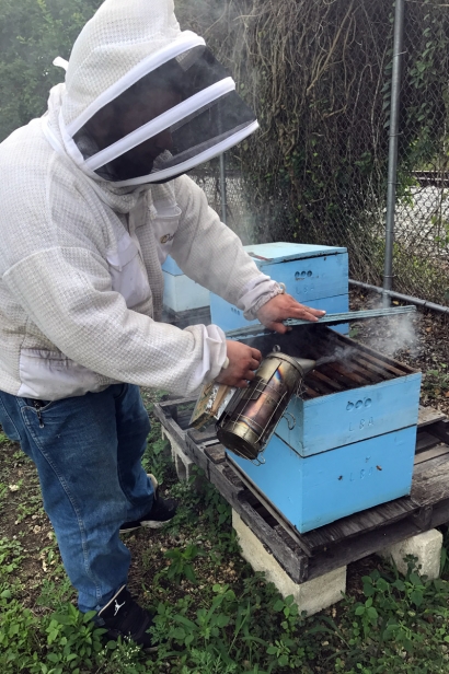 Hives at Fruit and Spice Park