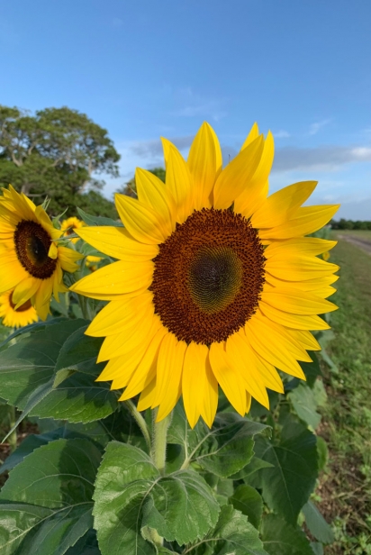 Take sunflower selfies