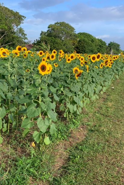 Sunflower field in South Miami-Dade