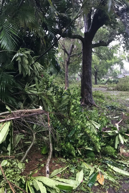 Tree debris after Hurricane Irma, 2017