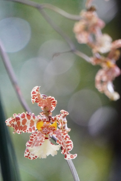 Trichnocentrum from Orchidscapes Photo: Sanna O’Sullivan