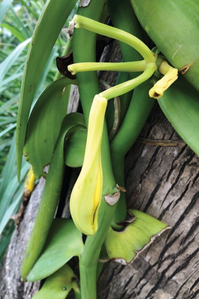 Vanilla orchid at Miami Beach Botanical Garden
