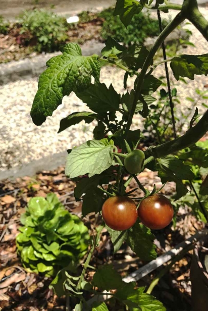 Tomatoes at Vizcaya Farm Village