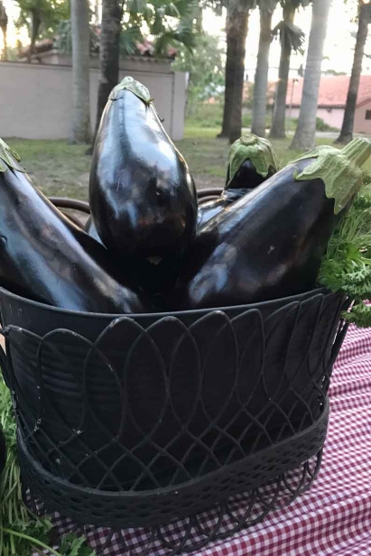 Eggplants at Vizcaya Farm Village