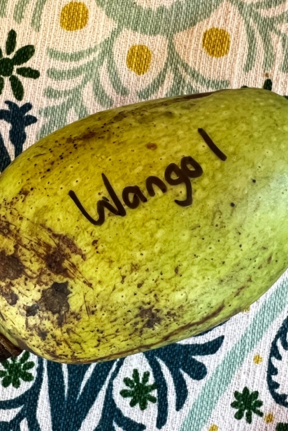 Wango, an interspecific hybrid between the mango and her wild relatives