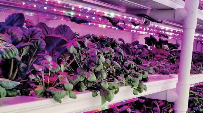 No soil, water with nutrients, and LED lights means high yields in little space