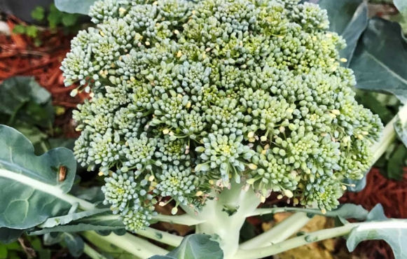 Backyard broccoli