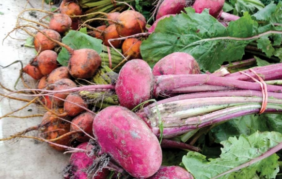 Beets of many colors