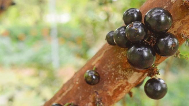Jaboticaba for the plucking at The Kampong