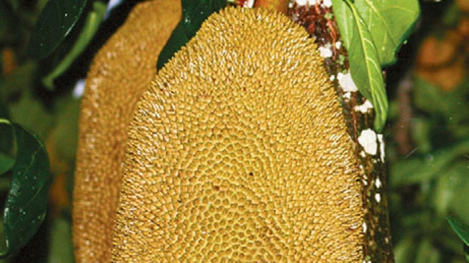 Jackfruit in home garden in South Florida
