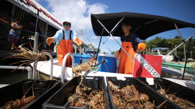 Florida lobster at Three Hands Fish (Photo: Peter Maczek Photography)