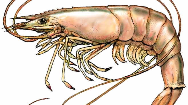 Florida shrimp 