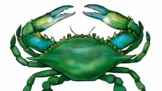 Blue crab 