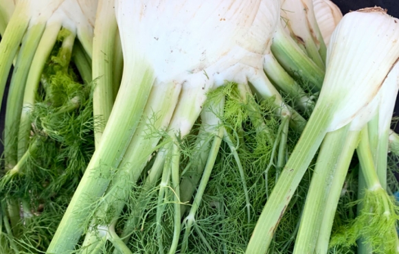 Fennel at the farmers market