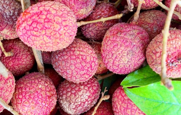 Lychees in South Florida