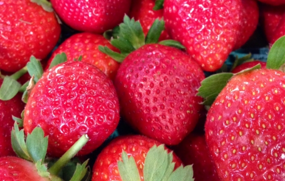 Strawberries from Knaus Berry Farm