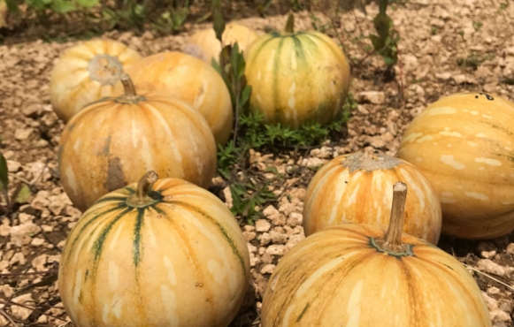 Florida pumpkins and calabaza