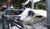 Up close with the goats