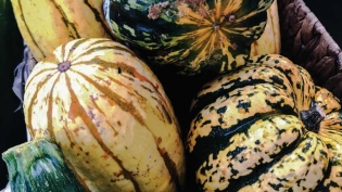 Calabaza and other squash