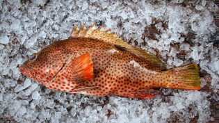 Strawberry grouper, Three Hands Fish