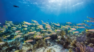 Coral Reef at Biscayne National Park