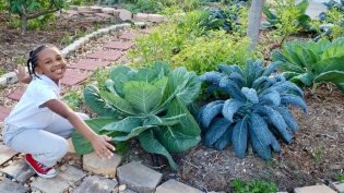 Kale in the food forest