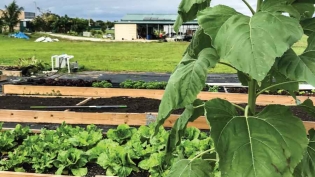 Raised beds at Grow2Heal provide hands-on learning