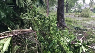 Tree damage after Hurricane Irma