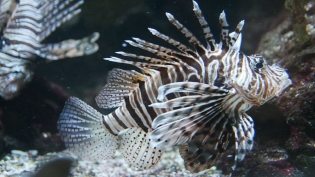 Lionfish in South Florida waters