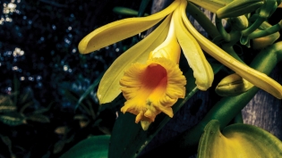 Vanilla orchid in bloom