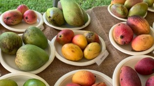 Mango cultivars at Fruit and Spice Park