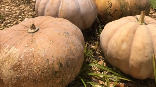 Florida pumpkins and calabaza