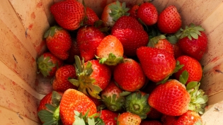 U-pick berries from Heritage Market
