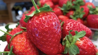 Strawberries from Knaus Berry Farm