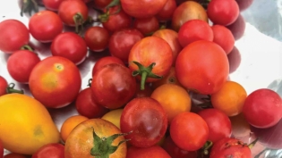 Cherry tomatoes are sweet, juicy