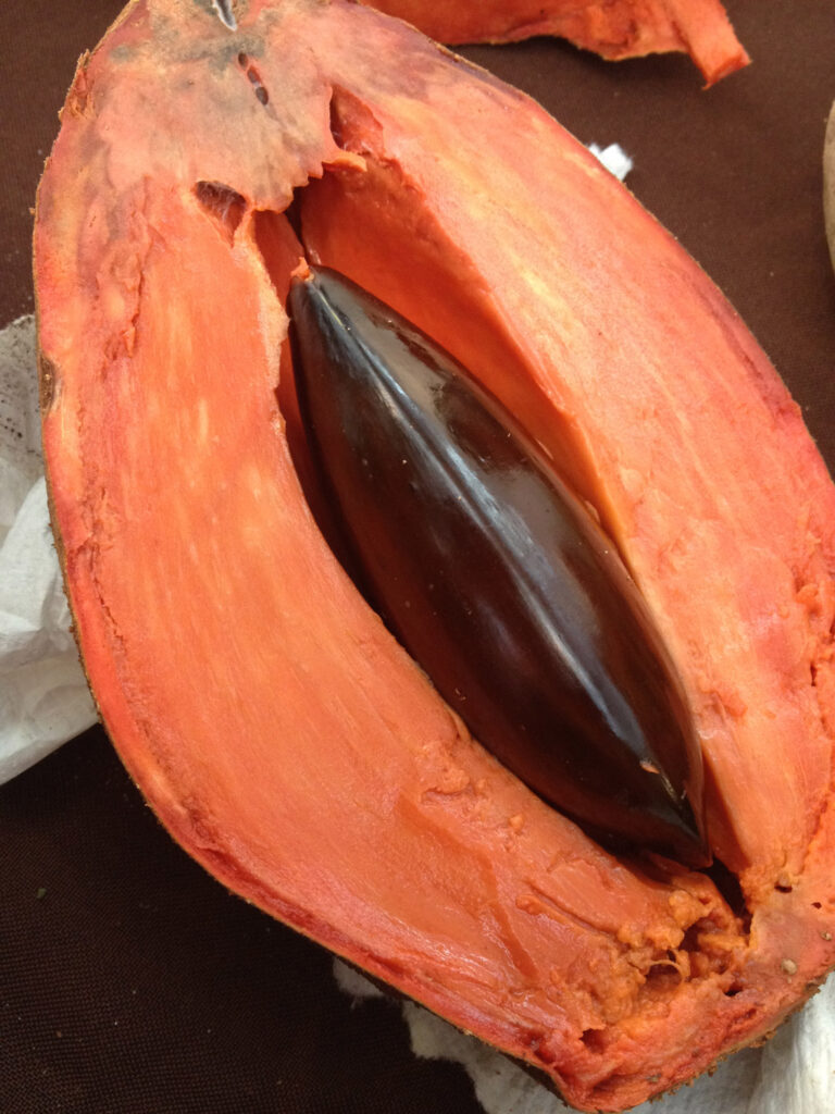 Mamey sapote
