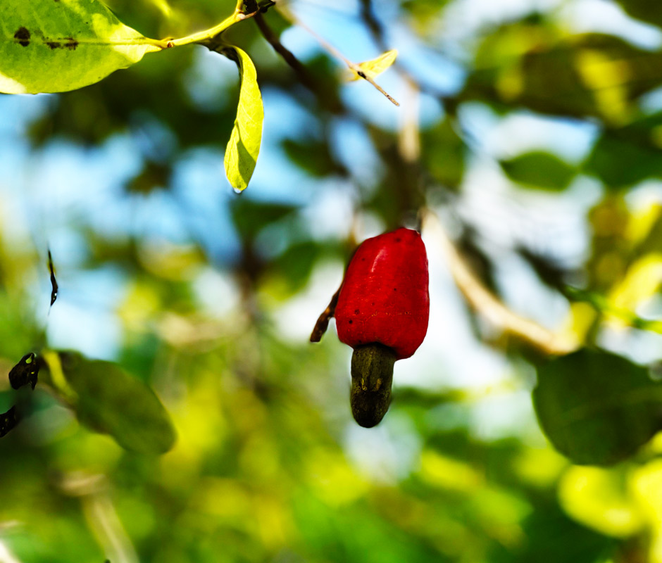 Cashew apple