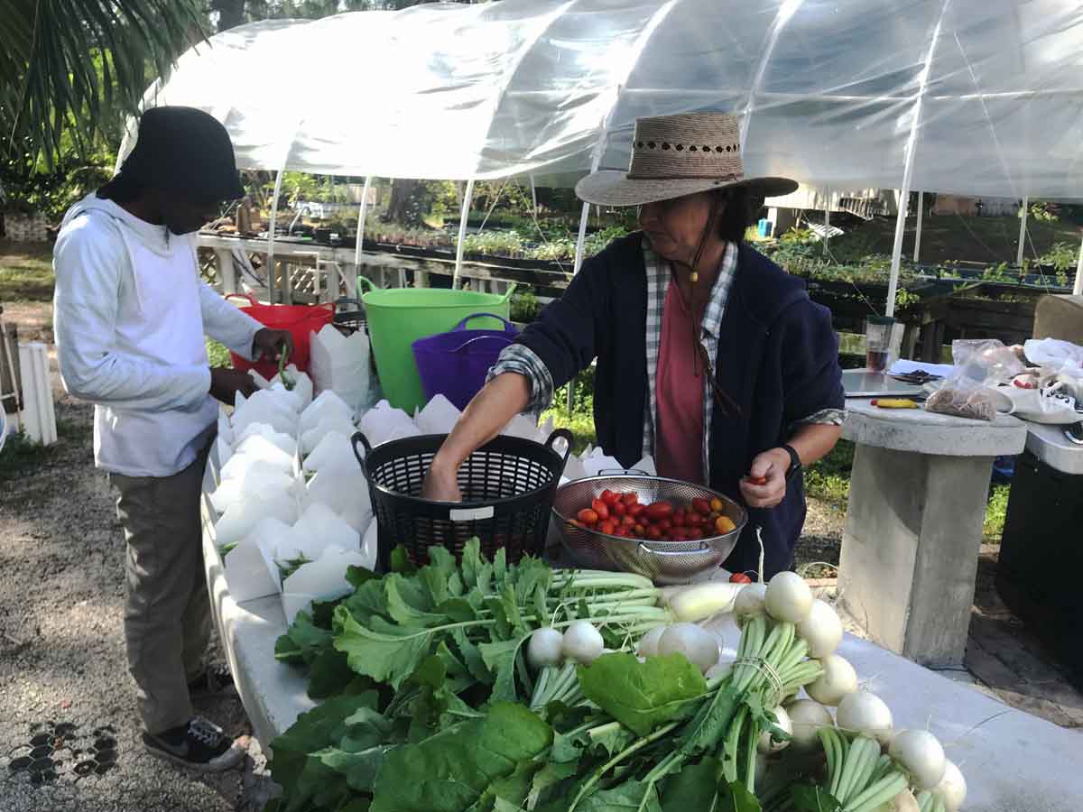 Fruitful Field CSA harvest