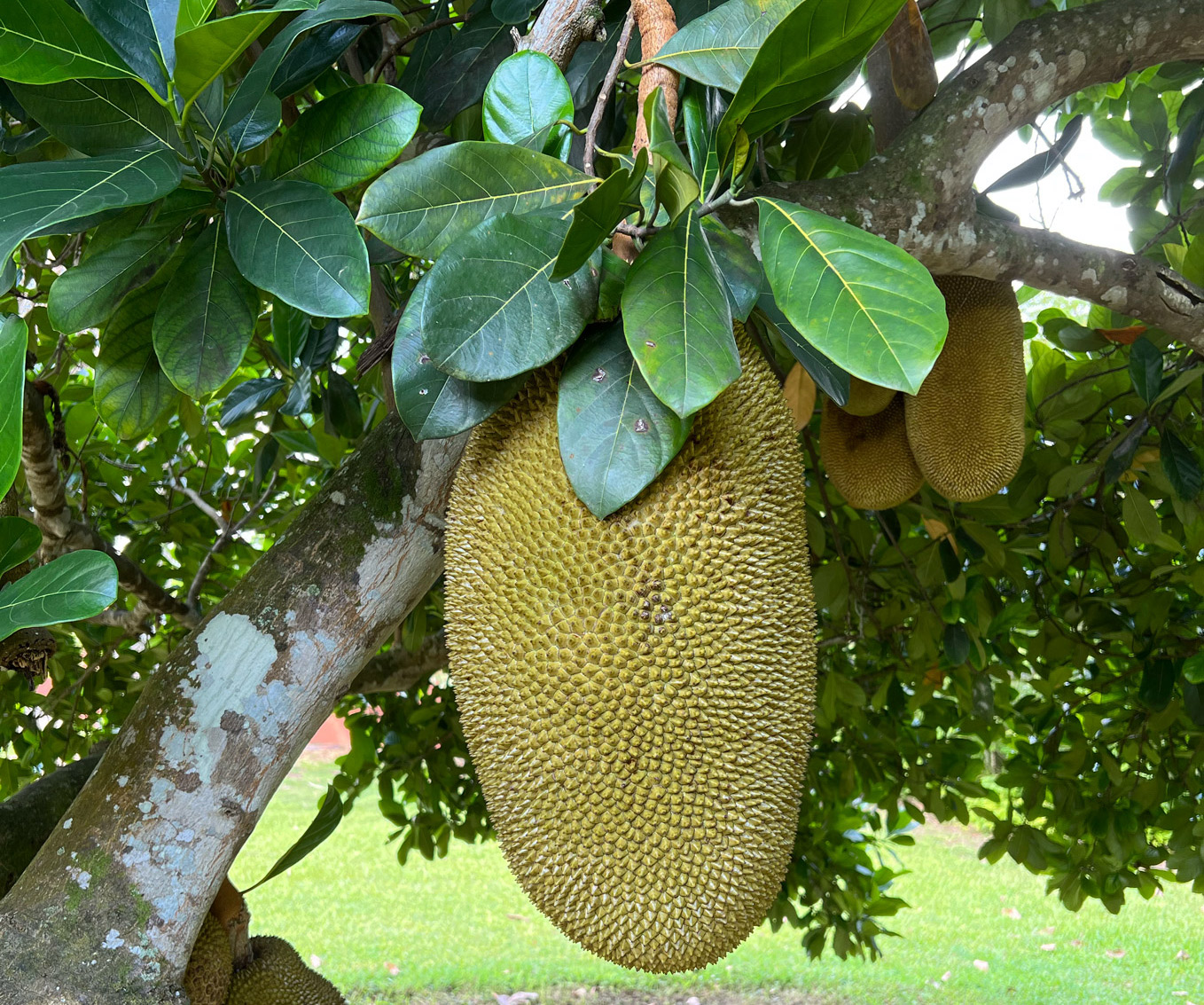 Jackfruit tree
