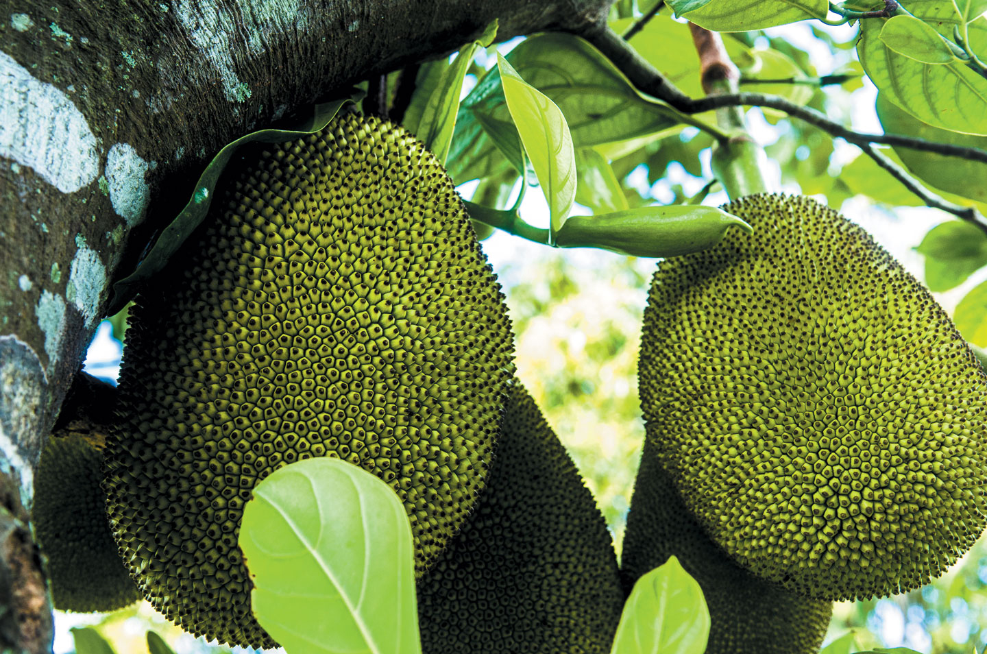 Jackfruit